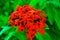 Tropical red flower in green
