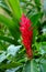 Tropical red ginger flower