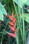 Tropical red heliconia flower on green background in Barra Grande, Marau Peninsula, Bahia State, Brazil