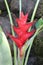 Tropical red heliconia flower (Lobster Claw)