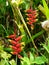 Tropical red and yellow heliconia flowers in the C