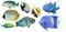 Tropical Reef Fish isolated