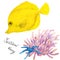 Tropical reef fish Yellow tang zebrasoma with anemone and starfish, hand drawn watercolor