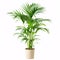 Tropical Retreat: A Lush Parlor Palm Flourishing in a Classic Terra Cotta Pot, isolated on white