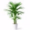 Tropical Retreat: A Lush Parlor Palm Flourishing in a Classic Terra Cotta Pot, isolated on white