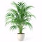 Tropical Retreat: A Lush Parlor Palm Flourishing in a Classic Terra Cotta Pot, isolated on white