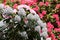 Tropical rhododendron flovers