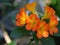 Tropical Rhododendron flowers