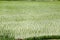 Tropical rice field landscape from India.