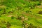 Tropical rice terraces