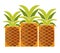 Tropical ripe pineapples with long leaves isolated illustration