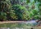 Tropical river in jungle forest greenery. Summer travel landscape with palm leaf over calm river water.