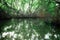 Tropical river and mangrove rain forest lit by sun. Sri Lanka