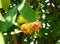 Tropical rose apple fruit on tree