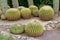 Tropical round green cacti growing on the ground