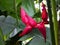 Tropical Ruby Heliconia