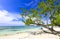 Tropical sand beach with a green tree, Carribeam