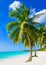 Tropical sandy beach with exotic palm trees