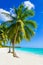 Tropical sandy beach with palm tree