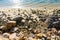 Tropical sandy beach with stones. Pure nature