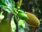 tropical sapling young green jackfruits hanging on the trees