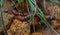 Tropical Scarlet-Kingsnake,  Lampropeltis triangulum