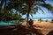 Tropical Scene of a Beach, Palm Trees, and Sunlight, Induwaru, Sri Lanka