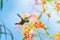 Tropical scene of a hummingbird drinking nectar from an orange flower in the sunlight.