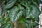 Tropical `Scindapsus Pictus Argyraeus`, also called `Satin Pothos` with velvet texture and silver spot pattern