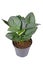 Tropical `Scindapsus Treubii Moonlight` houseplant