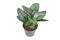 Tropical `Scindapsus Treubii Moonlight` houseplant in pot on white background