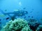 Tropical scuba diving adventure