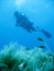 Tropical scuba diving adventure