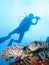 Tropical scuba diving adventure