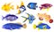 Tropical sea and aquarium fishes collection on white background. Set of freshwater and saldwater aquarium cartoon fishes