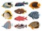 Tropical Sea Fishes Collection. 10 colorful vector cliparts isolated on white background