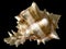 Tropical sea shell