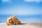 Tropical sea shell on white Florida beach sand under the sun li