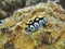 Tropical sea slug