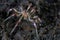 Tropical Sea Spider on Black Sand in Indonesia