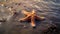 Tropical sea underwater starfish on coral reef. Aquarium oceanarium wildlife colorful marine panorama landscape nature