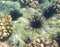 Tropical sea urchin on sand sea bottom. Coral reef life. Tropical sea life ecosystem