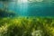 tropical seagrass meadow with fish and underwater creatures visible