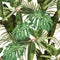 Tropical seamless pattern background with bright palm monstera leaves, ficus, jungle leaf.