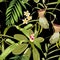 Tropical seamless pattern. Summer print. Jungle rainforest. Nepenthes, genus of carnivorous plants.