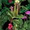 Tropical seamless pattern. Summer print. Jungle rainforest. Sarracenia, genus of carnivorous plants.