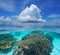 Tropical seascape cloud corals and shark Caribbean