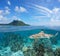 Tropical seascape island reef shark underwater