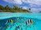 Tropical seascape over under water island and fish