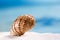 Tropical seashell sea shell with ocean , beach and seascape